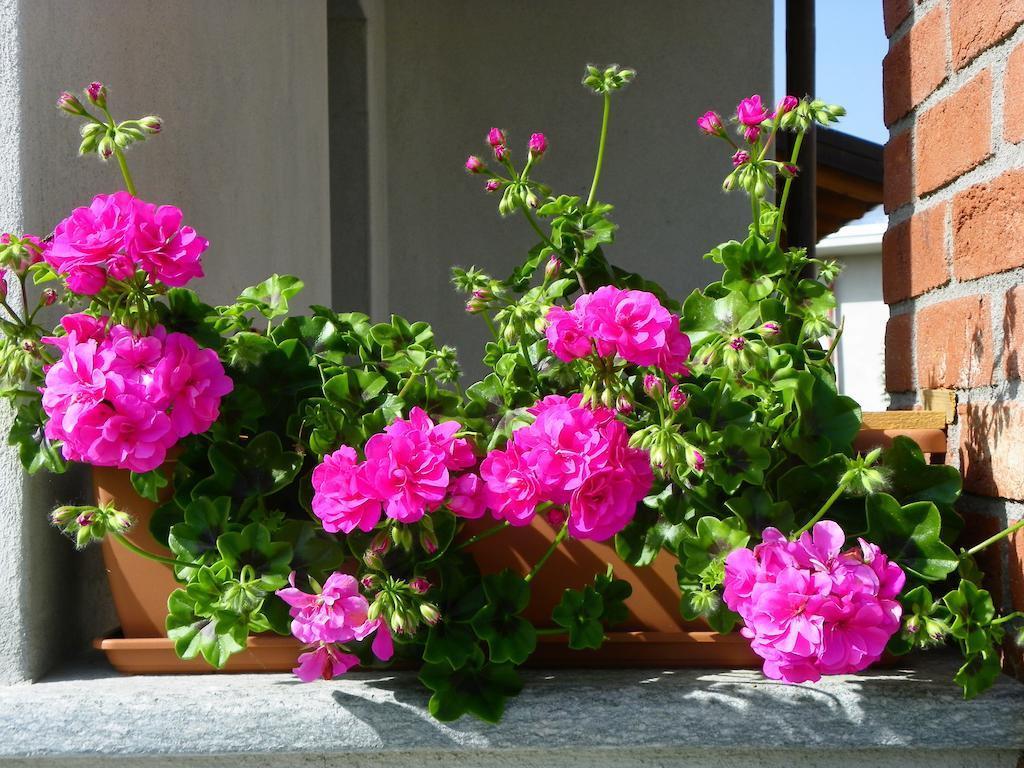 Giravento Bed and Breakfast Borgo San Dalmazzo Buitenkant foto